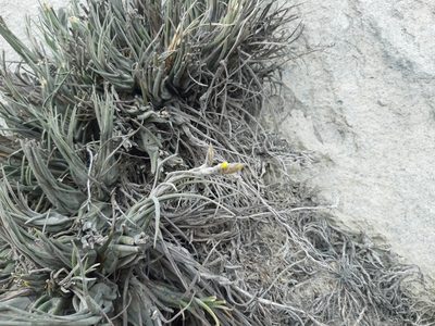 Tillandsia disticha, photographed by GREGORY ANTHONY PAUCA TANCO