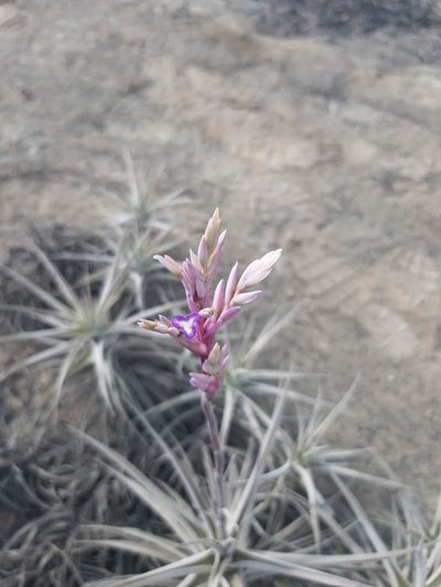 Tillandsia purpurea, photographed by GREGORY ANTHONY PAUCA TANCO