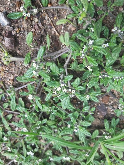 Heliotropium microstachyum, photographed by GREGORY ANTHONY PAUCA TANCO