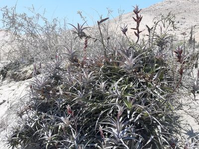 Tillandsia latifolia, photographed by GREGORY ANTHONY PAUCA TANCO