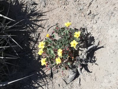 Oxalis megalorrhiza, photographed by GREGORY ANTHONY PAUCA TANCO