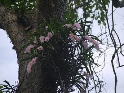 Rhynchostylis retusa, photographed by Dinesh Valke
