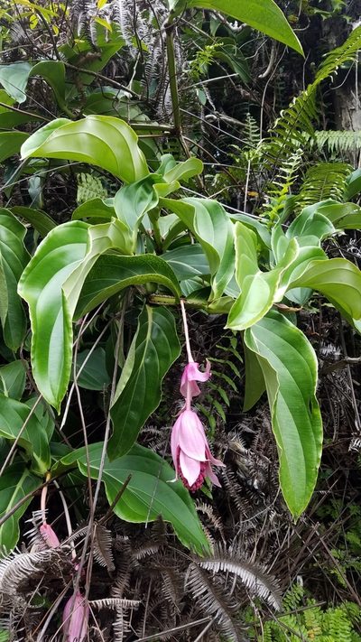 Medinilla magnifica, photographed by Mitch Van Dyke