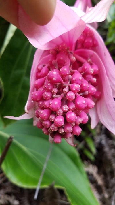 Medinilla magnifica, photographed by Mitch Van Dyke