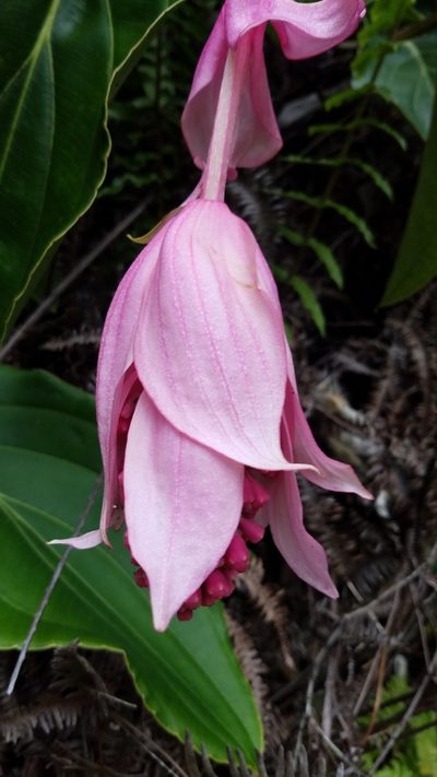 Medinilla magnifica, photographed by Mitch Van Dyke