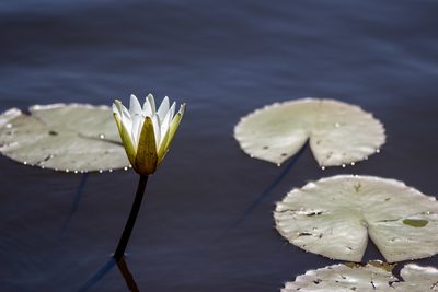 Nymphaea pulchella, photographed by Thomaz de Carvalho Callado