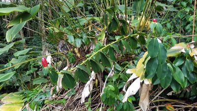 Costus woodsonii, photographed by Mitch Van Dyke