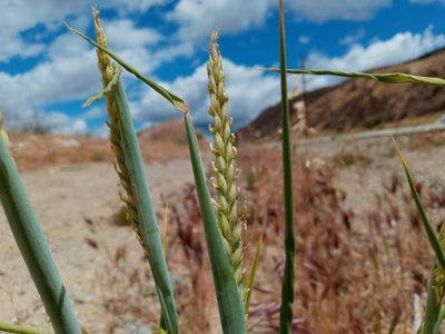 Hordeum vulgare, photographed by Daniel S.