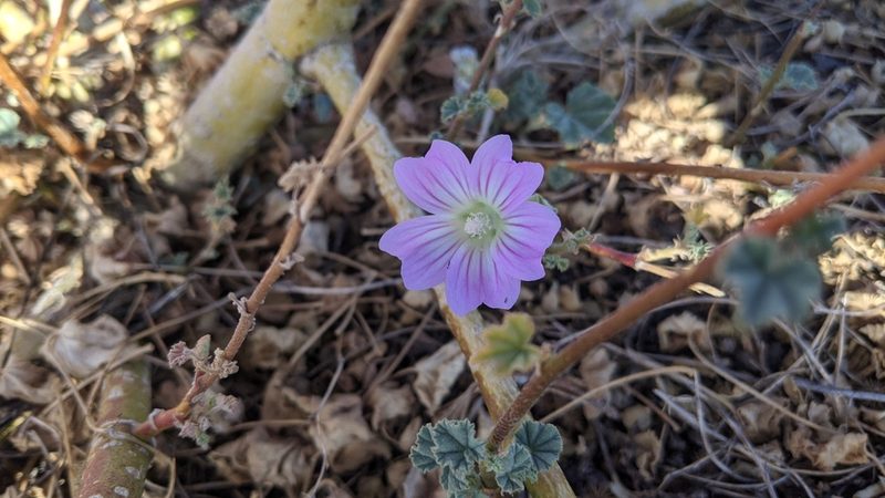 Malva weinmanniana, photographed by Dylan Butcher