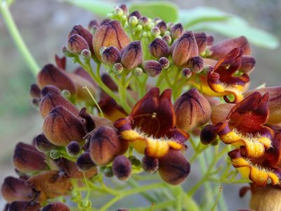 Godmania aesculifolia, photographed by Alexis López Hernández