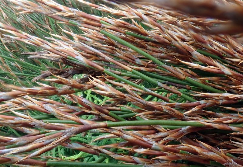 Sporadanthus traversii, photographed by Peter de Lange