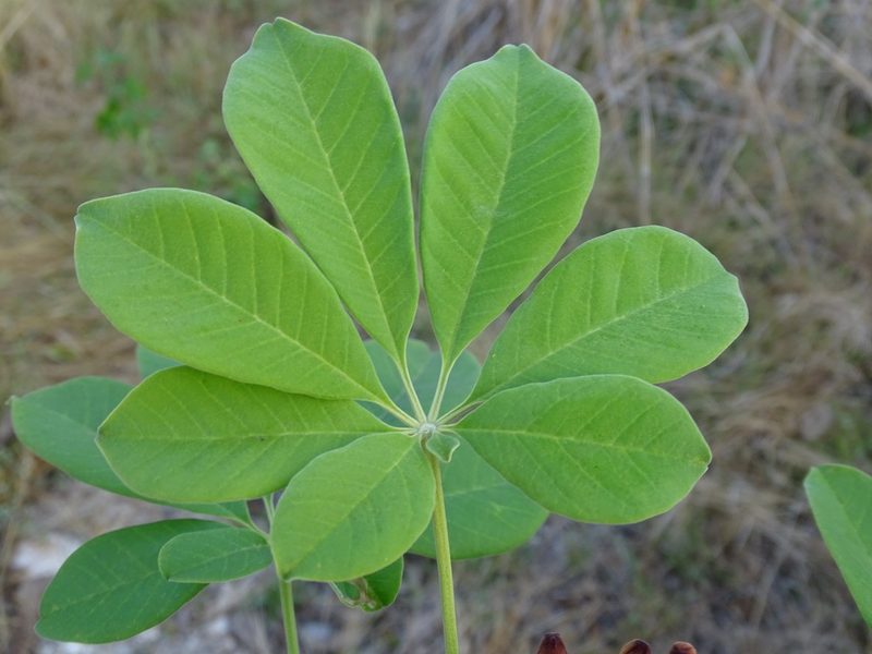 Godmania aesculifolia, photographed by Alexis López Hernández