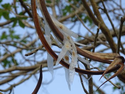 Godmania aesculifolia, photographed by Alexis López Hernández