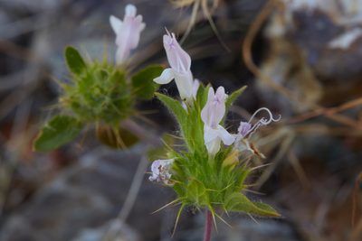 Acanthomintha lanceolata, photographed by Ken-ichi Ueda