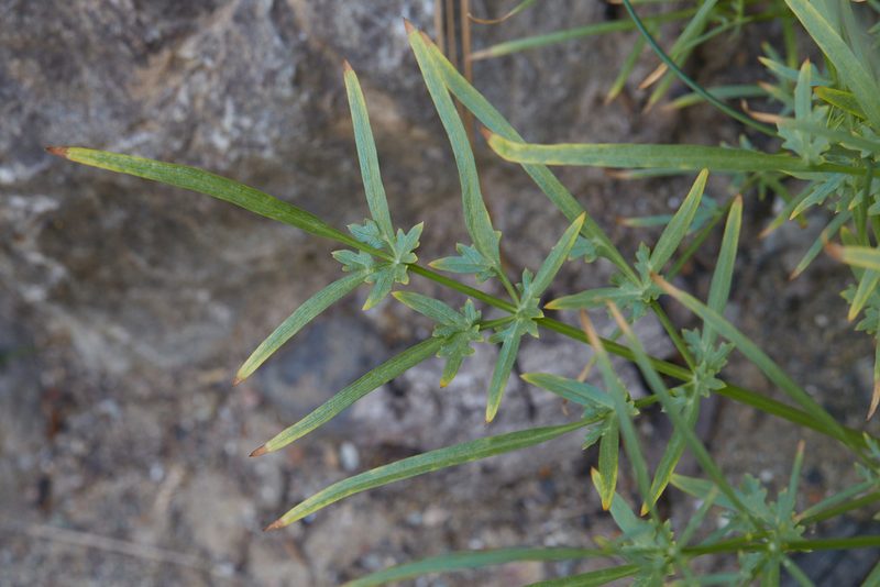 Perideridia californica, photographed by Ken-ichi Ueda