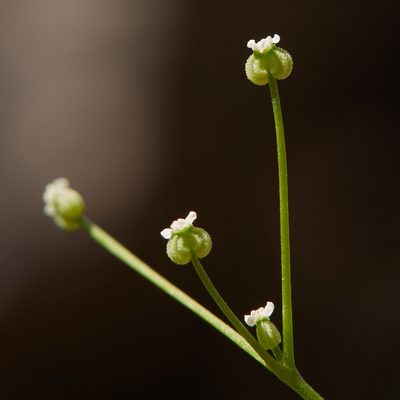 Apiastrum angustifolium, photographed by Ken-ichi Ueda
