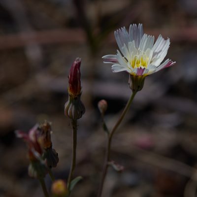 Malacothrix floccifera, photographed by Ken-ichi Ueda