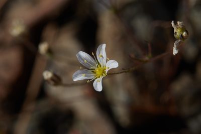 Sabulina douglasii, photographed by Ken-ichi Ueda