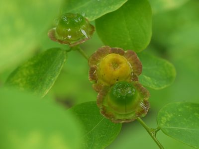 Breynia retusa, photographed by Dinesh Valke