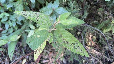Pomaderris aspera, photographed by Dylan Wishart