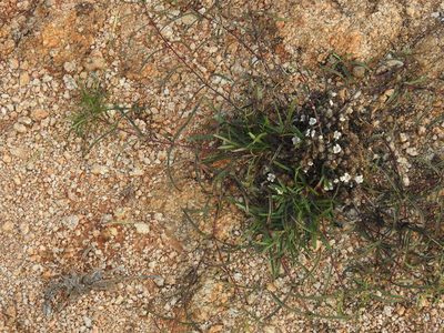 Lepidagathis cristata, photographed by Hopeland
