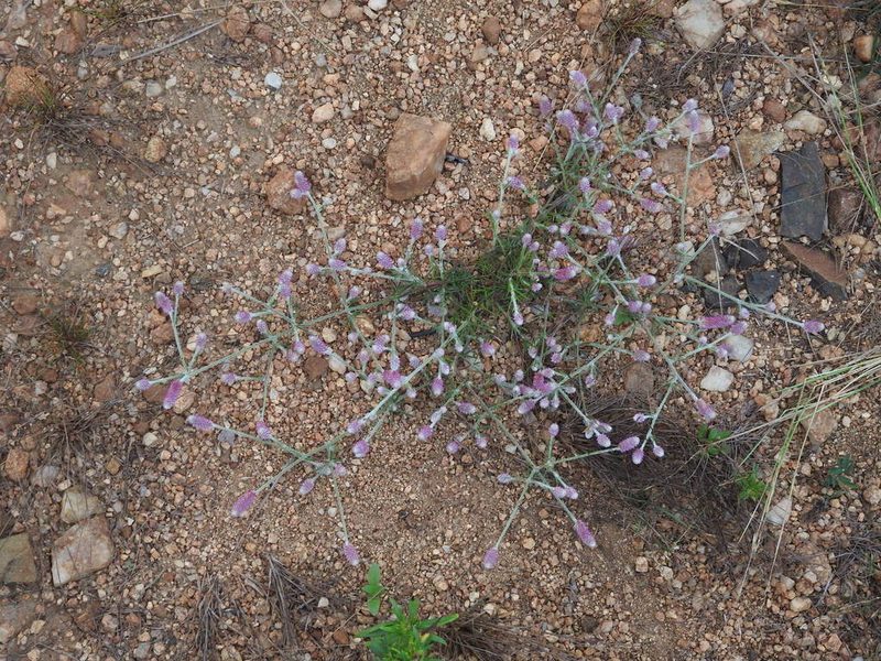 Trichuriella monsoniae, photographed by Hopeland