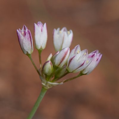 Allium diabolense, photographed by Ken-ichi Ueda