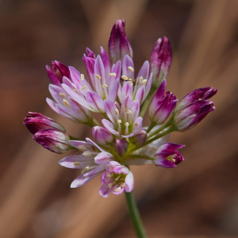 Allium diabolense, photographed by Ken-ichi Ueda