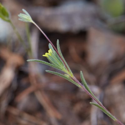 Rigiopappus leptocladus, photographed by Ken-ichi Ueda