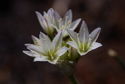 Allium diabolense, photographed by Ken-ichi Ueda