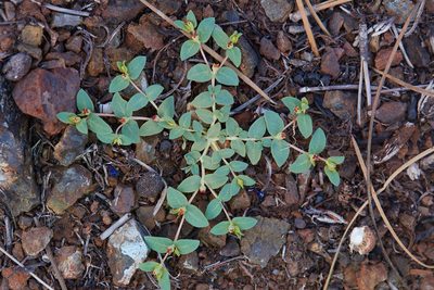 Euphorbia ocellata, photographed by Ken-ichi Ueda