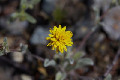 Lessingia tenuis, photographed by Ken-ichi Ueda
