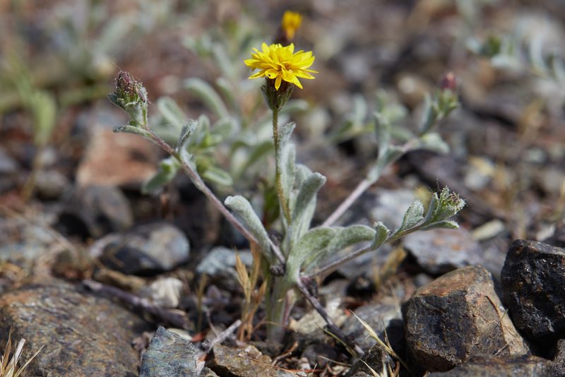 Lessingia tenuis, photographed by Ken-ichi Ueda