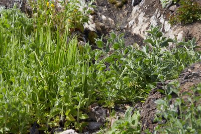 Stachys albens, photographed by Ken-ichi Ueda