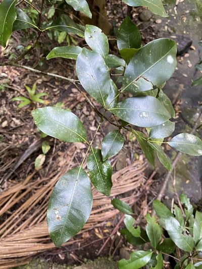 Bosistoa transversa, photographed by Greg Tasney