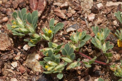 Acmispon brachycarpus, photographed by Ken-ichi Ueda