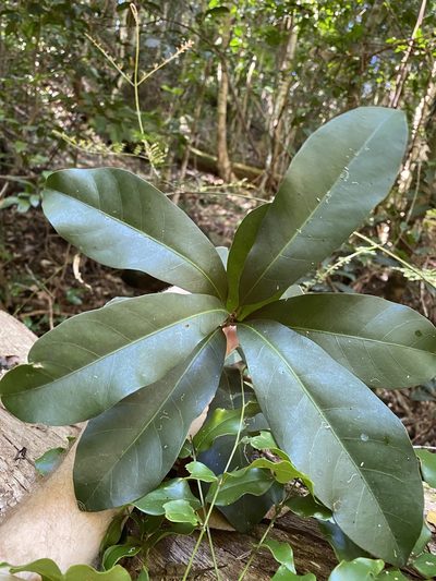 Pleioluma queenslandica, photographed by Greg Tasney