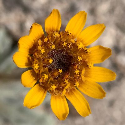 Hulsea vestita, photographed by James Fowler