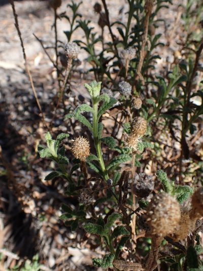 Pterocaulon sphacelatum, photographed by Nina Kerr