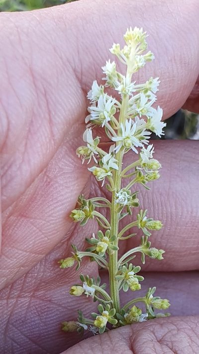 Reseda duriaeana, photographed by Mehdi Chetibi