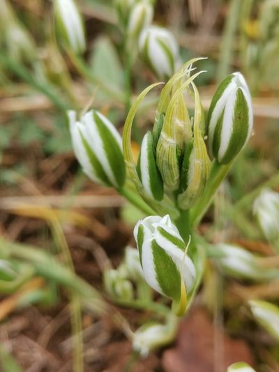 Ornithogalum comosum, photographed by Ljaž