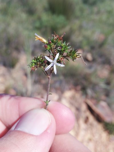 Wahlenbergia rubens, photographed by Christiaan Viljoen