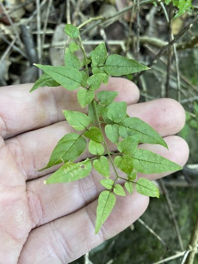 Jasminum dallachyi, photographed by Greg Tasney