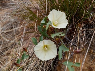 Calystegia peirsonii, photographed by Daniel S.