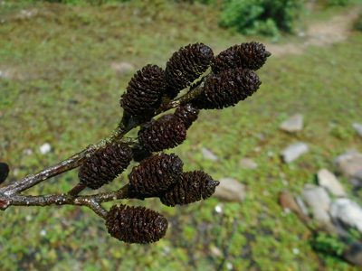 Alnus nepalensis, photographed by Eugene Popov
