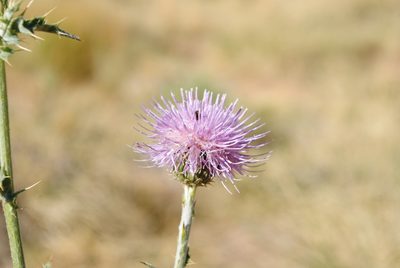 Cirsium mohavense, photographed by Ciara Hall