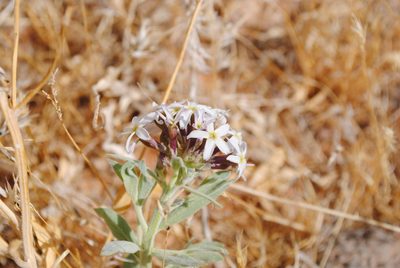 Amsonia tomentosa, photographed by Ciara Hall