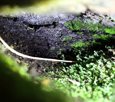 Mittenia plumula, photographed by Em Lamond
