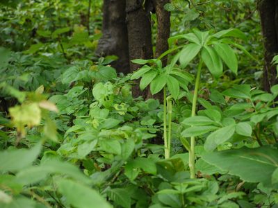 Arisaema tortuosum, photographed by Dinesh Valke