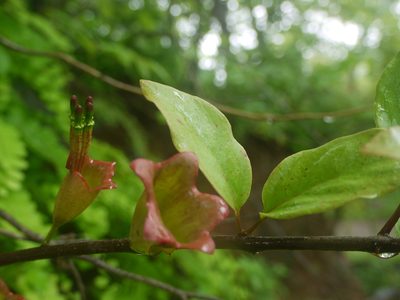 Tolypanthus lageniferus, photographed by Dinesh Valke